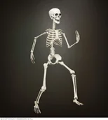 Balony i akcesoria - SZKIELET 90CM - miniaturka - grafika 1