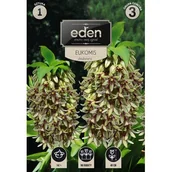 Nasiona i cebule - Eucomis Bicolor 1 sztuka Eden - miniaturka - grafika 1