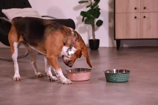 ZOLUX Antypoślizgowa miska dla psa FOOD kol. zielony 1700ML - Miski dla psów - miniaturka - grafika 9