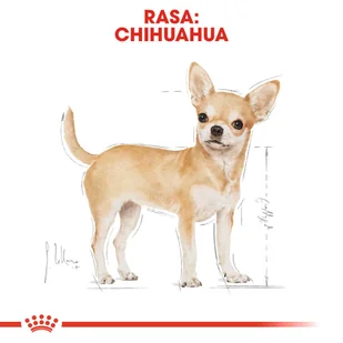 ROYAL CANIN Chihuahua Adult 12x85g karma mokra - pasztet, dla psów dorosłych rasy  + niespodzianka dla psa GRATIS - Mokra karma dla psów - miniaturka - grafika 4
