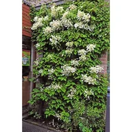 Kwiaty doniczkowe i cięte - Przywarka japońska, wys.60-80 cm, don.2 l - miniaturka - grafika 1