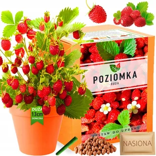 Poziomka Domowa Rugia Zestaw do uprawy Nasionka Nasiona na balkon XXL - Nasiona i cebule - miniaturka - grafika 1