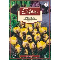Nasiona i cebule - Krokus wiosenny Gipsy Girl - 13 sztuki Eden - miniaturka - grafika 1
