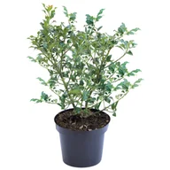 Sadzonki drzew krzewów - Ostrokrzew - mix odmian - miniaturka - grafika 1