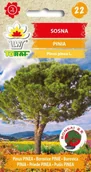 Nasiona i cebule - Sosna Pinia 10 Szt. Nasion Na Bonsai - miniaturka - grafika 1