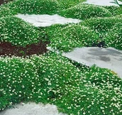 Nasiona i cebule - KWITNĄCY ZIELONY DYWAN W OGRODZIE KARMNIK OŚCISTY SAGINA SUBULATA 1000 NASI - miniaturka - grafika 1