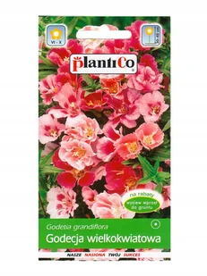 Plantico Godecja wielkokwiatowa mix - Nasiona i cebule - miniaturka - grafika 1