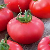Nasiona i cebule - Pomidor gruntowy MALINOWY WARSZAWSKI Solanum lycopersicum L. - miniaturka - grafika 1