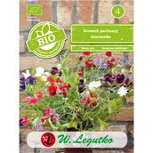 Nasiona i cebule - Groszek pachnący mieszanka nasiona 2g W. Legutko - miniaturka - grafika 1