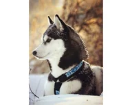 Dekoratorstwo - Diamentowa mozaika 27x19cm husky - miniaturka - grafika 1