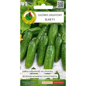 Nasiona i cebule - Ogórek gruntowy Ikar F1 nasiona Pnos - miniaturka - grafika 1