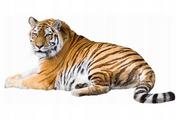 Naklejki na ścianę - Naklejki ze zwierzętami zwierzaki Tygrys 10, 93x50 cm - miniaturka - grafika 1
