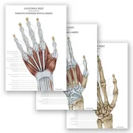 Mapy i plansze edukacyjne - Zestaw plansz anatomicznych - Anatomia ręki - Marta Pawelec - miniaturka - grafika 1