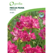 Nasiona i cebule - Frezja pełna różowa 10szt. cebulki kwiatów Geolia - miniaturka - grafika 1