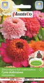 Nasiona i cebule - Plantico Cynia daliowa skabiozowa - miniaturka - grafika 1