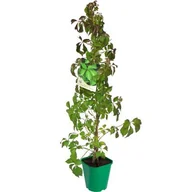 Kwiaty doniczkowe - Winobluszcz pięciolistkowy 90 cm C2 - miniaturka - grafika 1