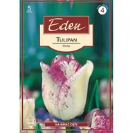 Nasiona i cebule - Tulipan Triumph Shirley 5 sztuk Eden - miniaturka - grafika 1