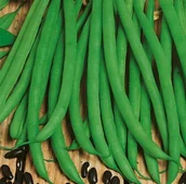 Nasiona i cebule - Kiepenkerl Fasola Negra odporna Kiepenkerl 101599 - miniaturka - grafika 1