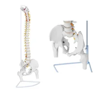 Pomoce naukowe - Physa Kręgosłup z miednicą męską - 86 cm - model anatomiczny PHY-SM-1 - miniaturka - grafika 1