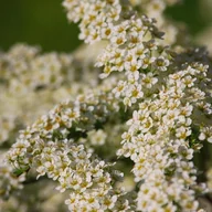 Kwiaty doniczkowe - Tawuła nippońska 'White Carpet' (Spiraea nipponica) Doniczka 2.0L - miniaturka - grafika 1