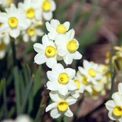 Nasiona i cebule - Narcyz botaniczny polski Canaliculatus 5 szt. Narcyzy Cebule Cebulki - miniaturka - grafika 1