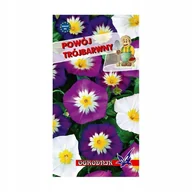 Nasiona i cebule - Powój trójbarwny mieszanka 3g / O / - miniaturka - grafika 1