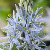 Nasiona i cebule - Camassia Kamasja Cusickii 3 szt cebulki kwiatów - miniaturka - grafika 1