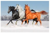 Malowanie po numerach - Diamentowa mozaika. Konie 1005259 - Norimpex - miniaturka - grafika 1