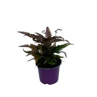 Kwiaty doniczkowe - Pteris tricolour - miniaturka - grafika 1