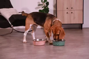 ZOLUX Antypoślizgowa miska dla psa FOOD kol. zielony 1700ML - Miski dla psów - miniaturka - grafika 7