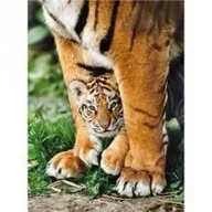 Puzzle - Clementoni Puzzle 500 Bengal Tiger Cub - miniaturka - grafika 1