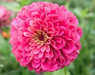 Nasiona i cebule - CYNIA DALIOWA ILLUMINATION 1 GRAM NASION - miniaturka - grafika 1