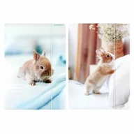 Teczki i skoroszyty - Starpak Teczka z gumką A4 Królik 559727 - miniaturka - grafika 1