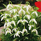 Nasiona i cebule - Galanthus Nivalis Śnieżyczka Przebiśnieg 50 szt cebulki - miniaturka - grafika 1