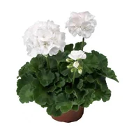Kwiaty doniczkowe - Pelargonia rabatowa Classic White - miniaturka - grafika 1