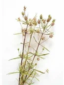 Akcesoria jeździeckie - EQUIHERBS Babka płesznik 0,5 kg - miniaturka - grafika 1