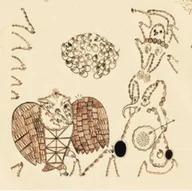Folk - Devendra Banhart: Rejoicing In The Hands - miniaturka - grafika 1