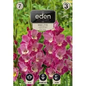 Nasiona i cebule - Mieczyk Wind Song 18 sztuk Eden - miniaturka - grafika 1