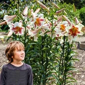 Nasiona i cebule - Lilia drzewiasta Passion Moon 1 szt. cebule cebulki lilii lilie - miniaturka - grafika 1