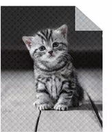 Koce i narzuty dla dzieci - Detexpol Narzuta na łóżko młodzieżowa 170x210 cm z kotkiem K055_20220603130743 - miniaturka - grafika 1