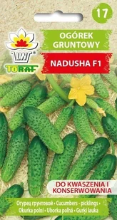 Ogórek NADUSHA F1 Cucumis sativus L. - Nasiona i cebule - miniaturka - grafika 1
