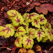 Nasiona i cebule - Żurawkotenella ‘Gold Zebra’ - miniaturka - grafika 1