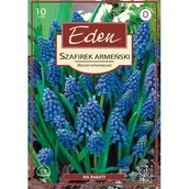 Nasiona i cebule - Szafirek Muscari Armeniacum 10 sztuk Eden - miniaturka - grafika 1