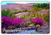 Magnesy - FUERTEVENTURA - Hiszpania - Wyspa Kanaryjska - Rośliny - Magnes na lodówkę - miniaturka - grafika 1