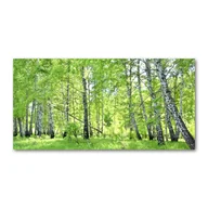 Obrazy i zdjęcia na płótnie - Foto obraz szkło hartowane Las brzozowy - miniaturka - grafika 1