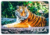 Magnesy - Afryka - Tygrys - Zwierzęta - Magnes Na Lodówkę - miniaturka - grafika 1