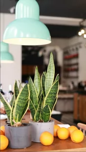 Sansewieria Laurentii Wężownica Sansevieria P9 - Kwiaty doniczkowe - miniaturka - grafika 1