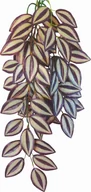 Dekoracje do terrarium - Roślina do terrarium Tradescantia Zebrina Happet - miniaturka - grafika 1