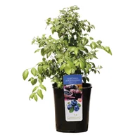 Kwiaty doniczkowe - Borówka amerykańska wys. 50-70 cm doniczka 6l - miniaturka - grafika 1