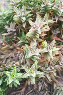 ALOE SQUARROSA , rzadki  ALOES  P8 - Kwiaty doniczkowe - miniaturka - grafika 1